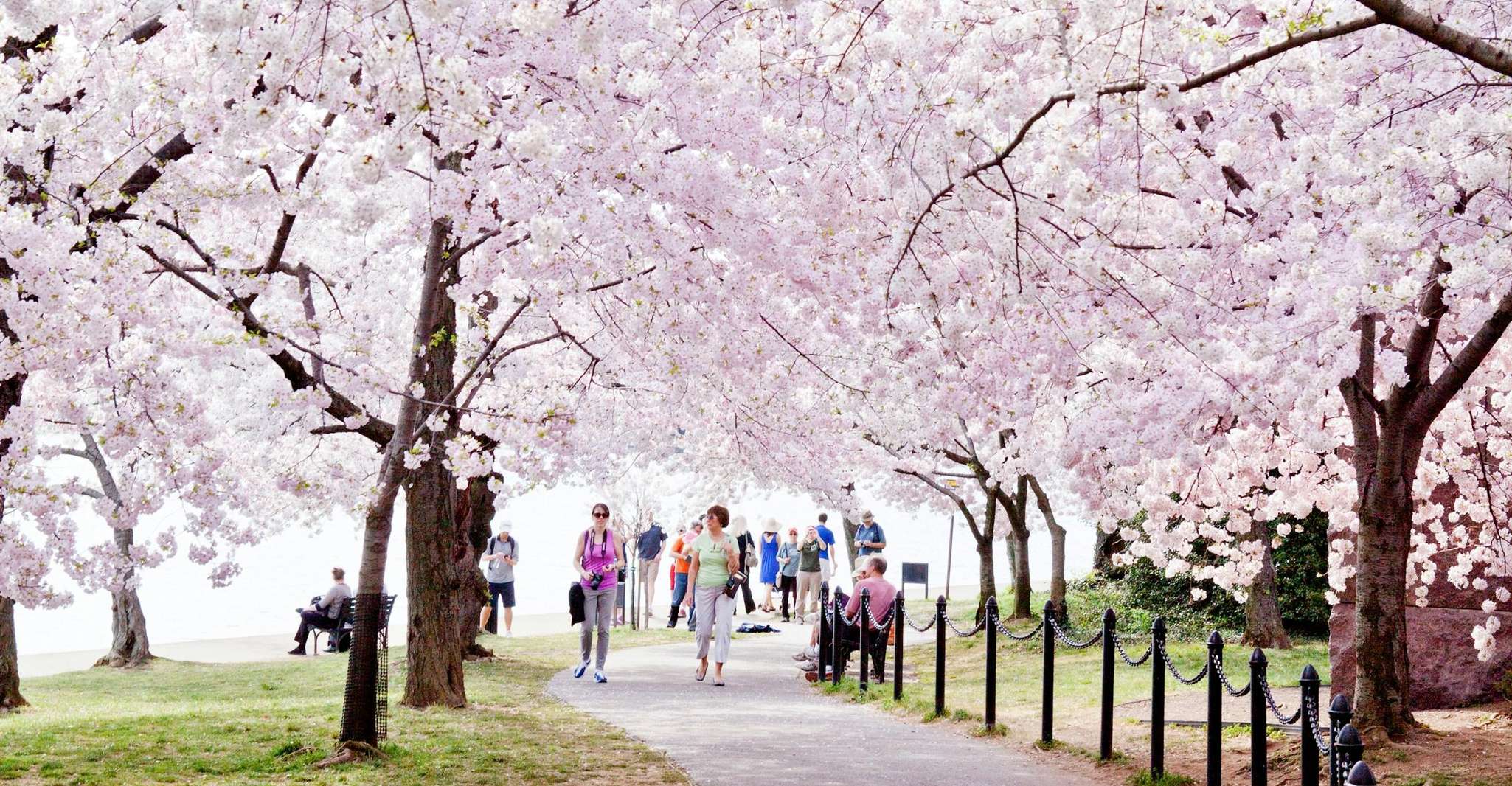 DC Cherry Blossoms & Monuments Tour with Scenic Boat Cruise
