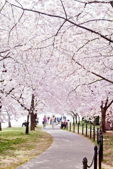 DC Cherry Blossoms &amp; Monuments Tour with Scenic Boat Cruise