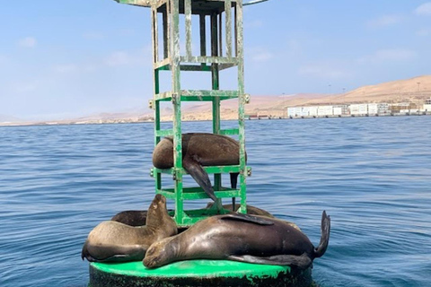 Lima: Trasferimento + Paracas + HuacachinaLima: Trasferimento + Paracas+ Huacachina