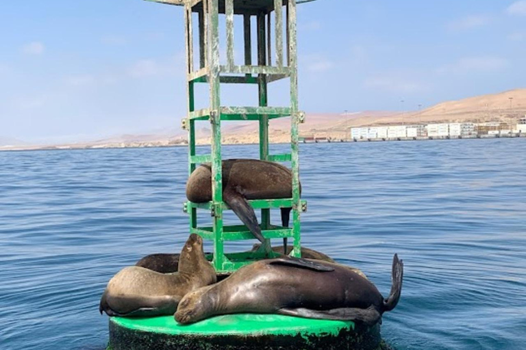 Lima: Trasferimento + Paracas + HuacachinaLima: Trasferimento + Paracas+ Huacachina