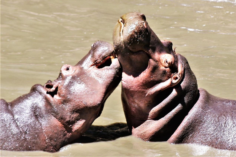 From Nairobi: Private 3-Day Masai Mara Big Five Game Drive