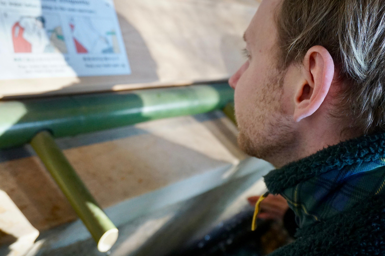 Tokyo: Santuario Meiji di Harajuku 1h a piedi Tour di spiegazioni