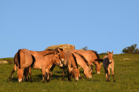 Hustai National Park Day Tour Autumn: Standard Departure
