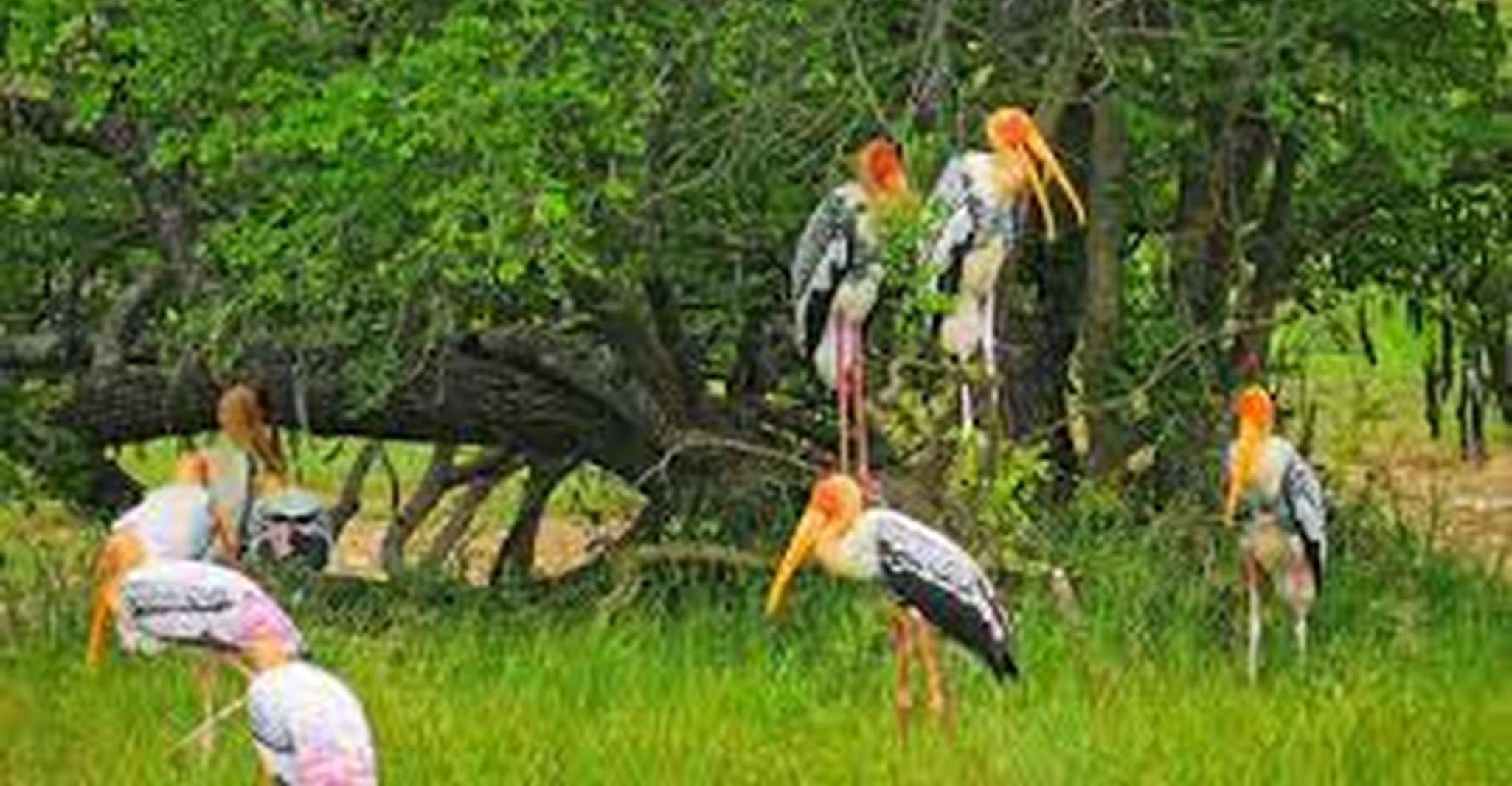 Von Yala ,- Yala National Park Thrilling Halbtages-Safari - Hizvo