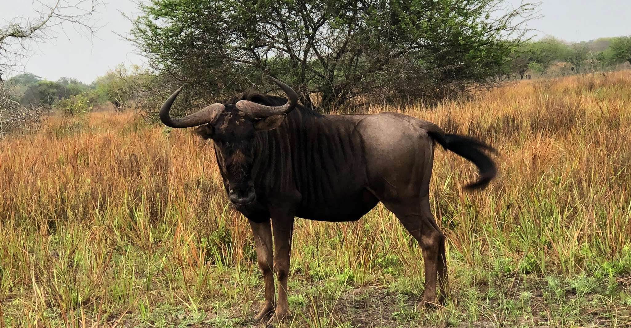 Maputo National Park, - Housity