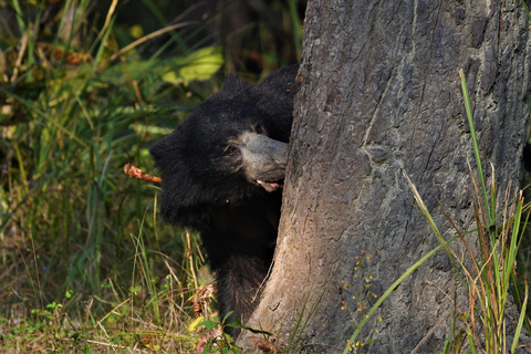 Chitwan National Park Tours: 3 Nights 4 days Full Package