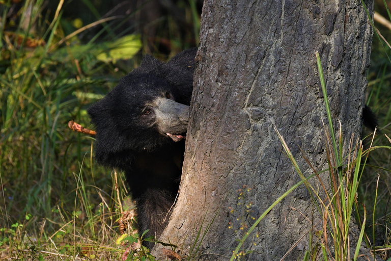 Chitwan National Park Tours: 3 Nights 4 days Full Package