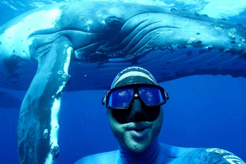 Mirissa Whale and Dolphin Snorkeling with Free Turtle Safari