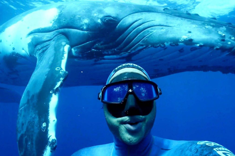 Mirissa Whale and Dolphin Snorkeling with Free Turtle Safari