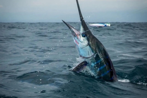 Puerto Escondido : Charte de pêche