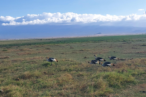 Red Elephants & Kilimanjaro Views: 3-day Tsavo East/Amboseli