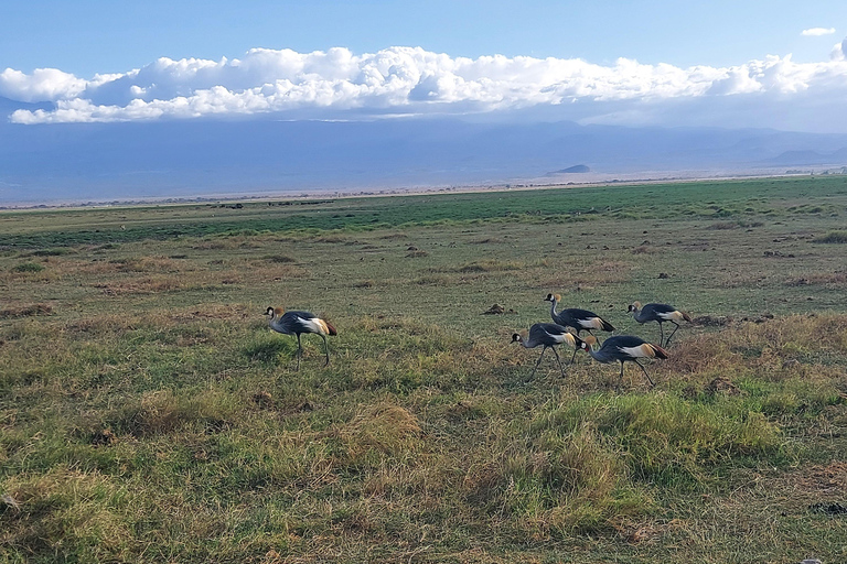 Red Elephants & Kilimanjaro Views: 3-day Tsavo East/Amboseli