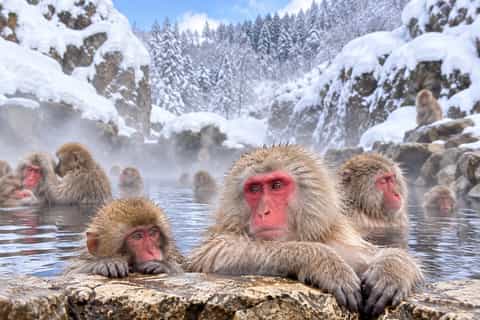The best Jigokudani Monkey Park Private tours - 2026 (Verified