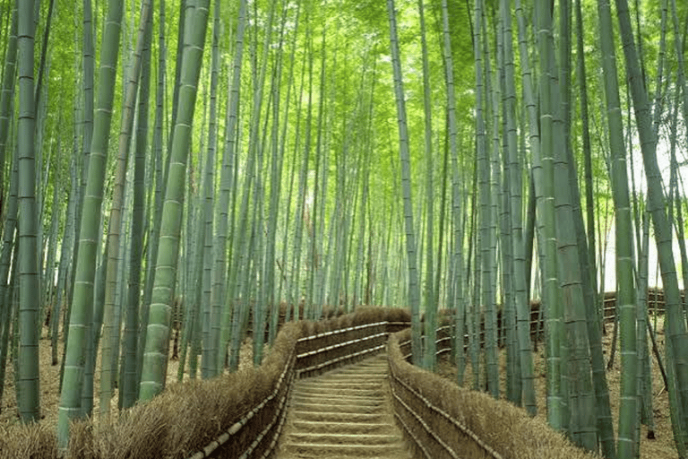 Kyoto & Nara: Fushimi Inari, Arashiyama & Sacred Deer Nara: UNESCO Ancient Capital, Great Buddha & Sacred Deer