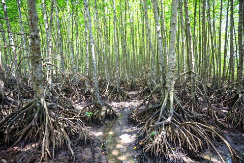 Ho Chi Minh City: Can Gio Mangrove Private Day Tour