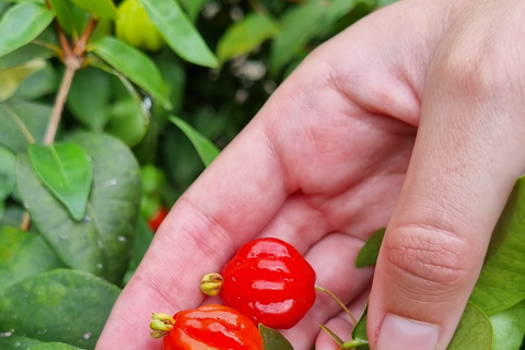 Madeira: Banana Plantation Guided Tour with Tasting