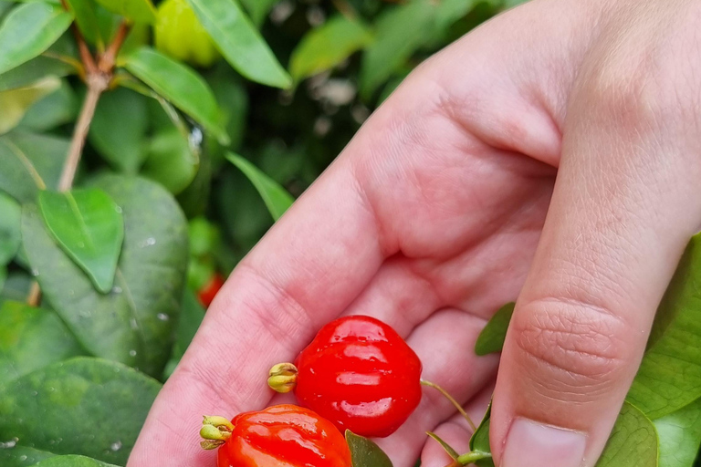 Madeira: Banana Plantation Guided Tour with Tasting