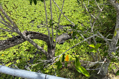 Miami: Everglades Small Group Tour in French Miami: Guided Everglades Tour in a Small Group in French