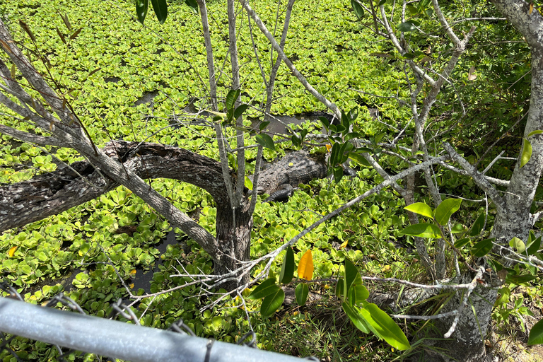 Miami: Everglades Small Group Tour in French Miami: Guided Everglades Tour in a Small Group in French