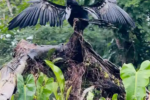 Tortuguero: excursión en canoa, paseo nocturno y tour por la colina