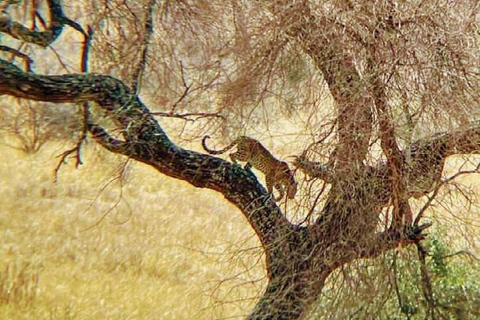 3-dagars safari Zanzibar till Nyerere Park med båt, bil och flyg