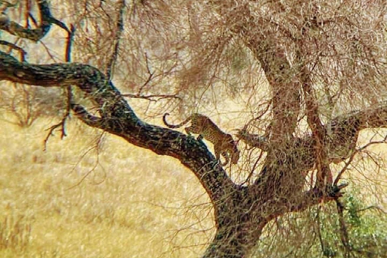 3-dagars safari Zanzibar till Nyerere Park med båt, bil och flyg