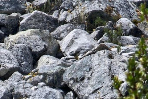 Huaraz: Ganztägige Lagune 69 + Llanganuco Lagune