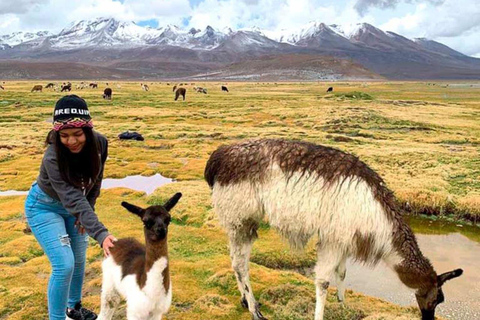 Arequipa: Salinas Reserve and Aguada Blanca-Lojen Volcano
