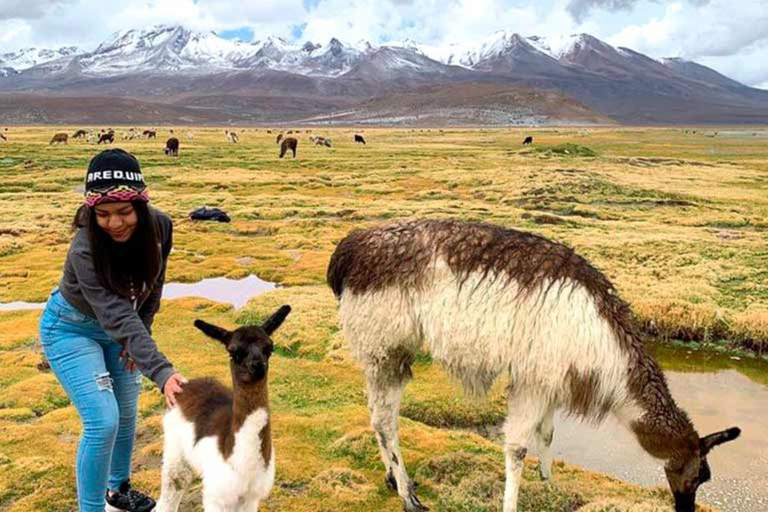 Arequipa: Salinas Reserve and Aguada Blanca-Lojen Volcano