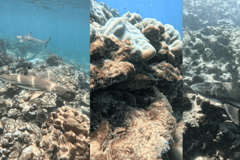 Phi Phi Islands: Shark Snorkeling Phi Phi Islands: PRIVATE VIP Shark Snorkeling - 4h