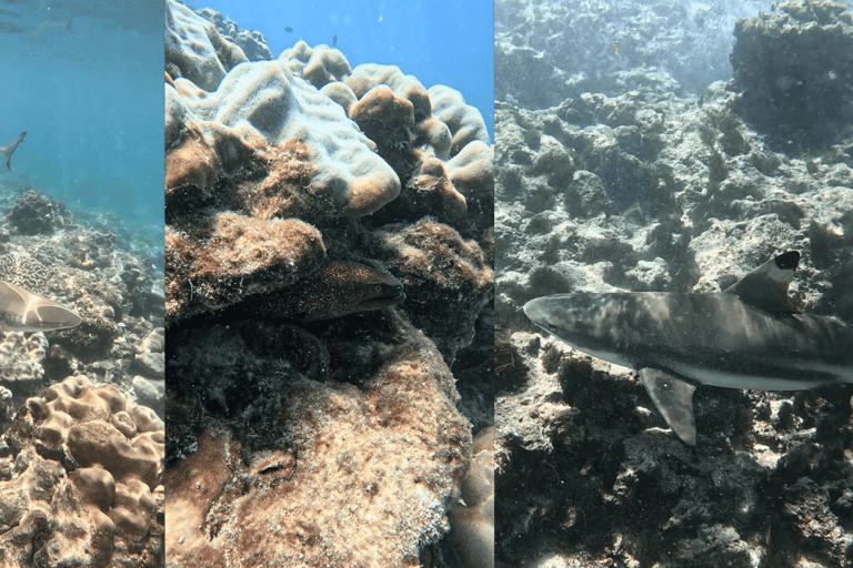 Phi Phi Islands: Shark Snorkeling Phi Phi Islands: PRIVATE VIP Shark Snorkeling - 4h
