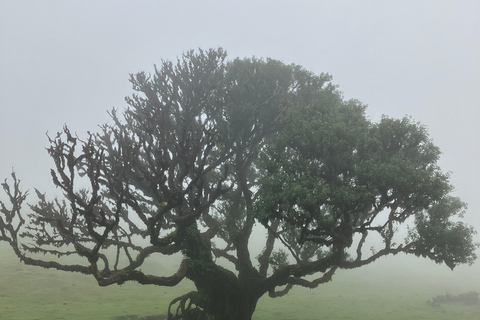 Madeira: Fanal Forest Tree Connection Zeremonie &amp; Picknick