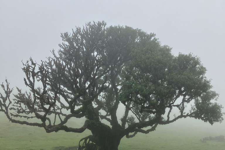 Madeira: Fanal Forest Tree Connection Zeremonie &amp; Picknick