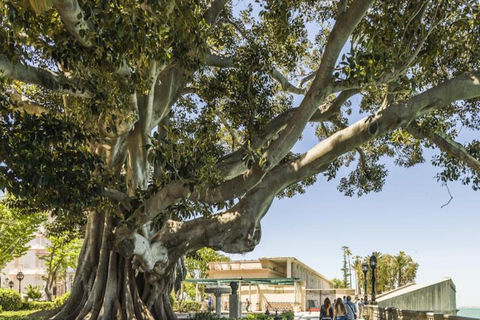 Cadiz: Enigmas stadsvandringCadiz Enigmas Privat guidad tur