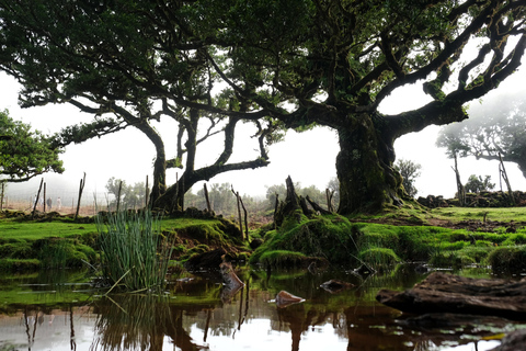 Tropical Tide, Porto Moniz & Fanal Forest 4WD Jeep Tour