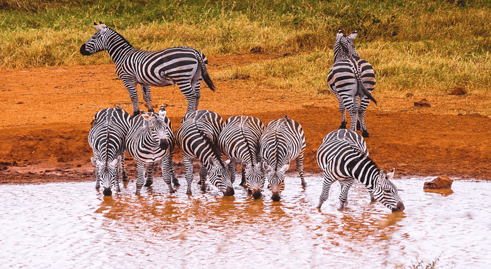 3 Days Tsavo East & West National Parks Safari | GetYourGuide