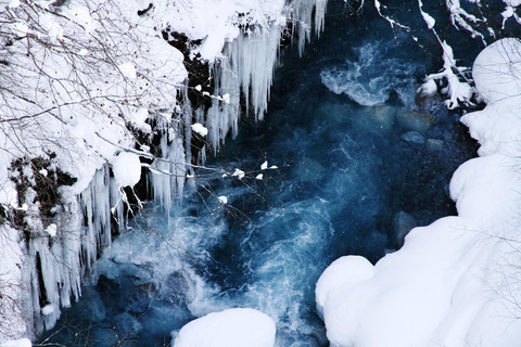 Sapporo: Asahiyama Zoo, Blue Pond & Ningle Terrace Tour