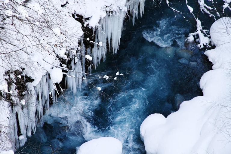 Sapporo: Asahiyama Zoo, Blue Pond & Ningle Terrace Tour