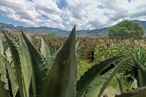 De Oaxaca: Conheça um Maestro Mezcalero