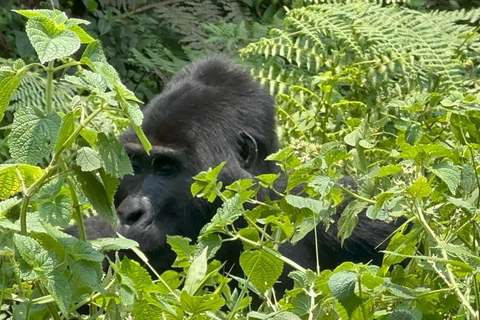 7 Day Rwanda &amp; Uganda Primates Trekking &amp; Wildlife Tour