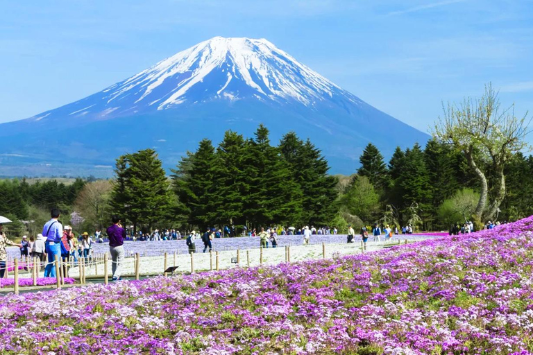 Mt.Fuji, Arakura Sengen Park, Oishino hakkai, Kawaguchico TripOdbiór z dworca w Tokio o 8:00 rano