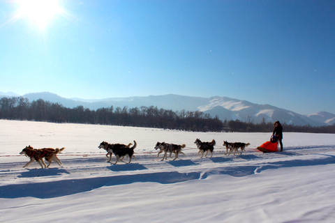From Ulaanbaatar: Terelj Winter Adventure with Dog Sledding Terelj Winter Adventure: Dog Sledding, Horse Sleigh & Nomads