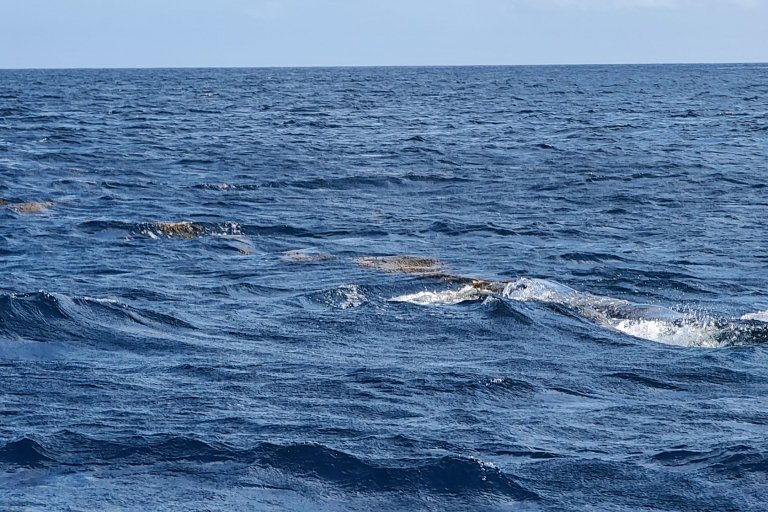 Tout en un - Dauphins, baleines, plongée en apnée et déjeuner à bord