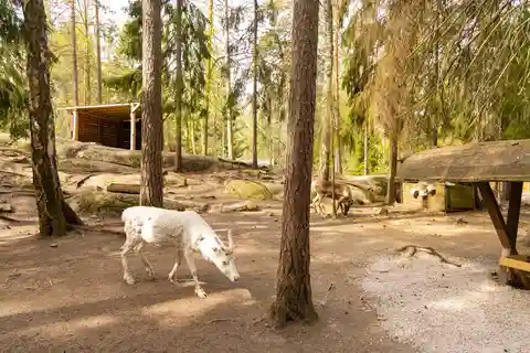 Helsinki: Reindeer Park visit and Buggy Adventure