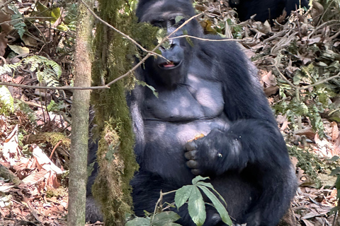 3 días de Rastreo de Gorilas de las Tierras Bajas del Congo (RDC) desde RuandaInglés