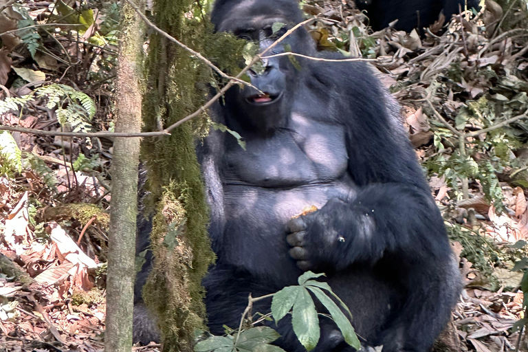 3-Day Congo (DRC) Lowland Gorilla Tracking from RwandaEnglish