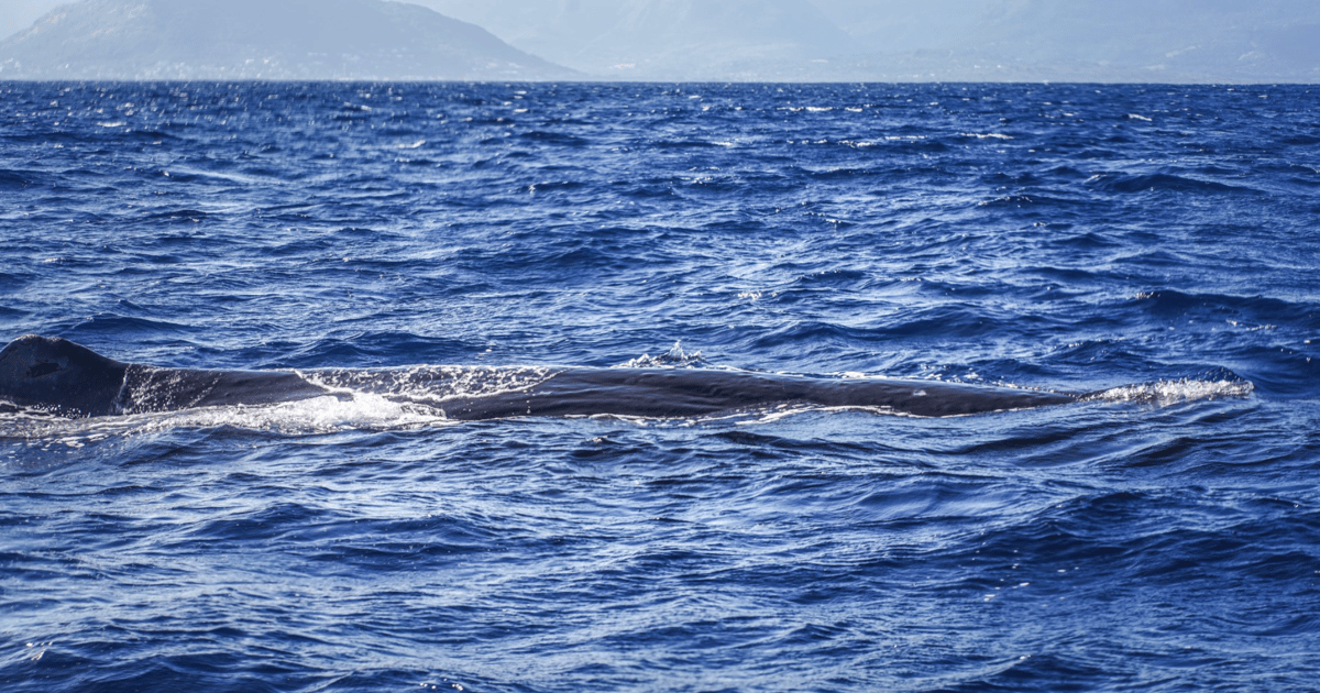 Dolphins & whale watching | GetYourGuide