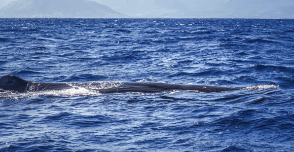 Dolphins & whale watching