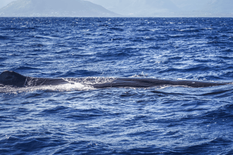 Avistamiento de delfines y ballenas