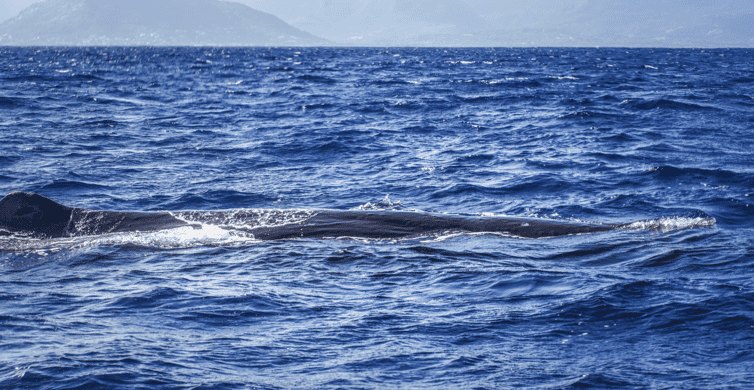 Dauphins et baleines, sortie de trois heures depuis Rivière Noire